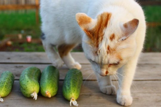 Why Do Cats Hate Cucumbers? Explained By A Vet