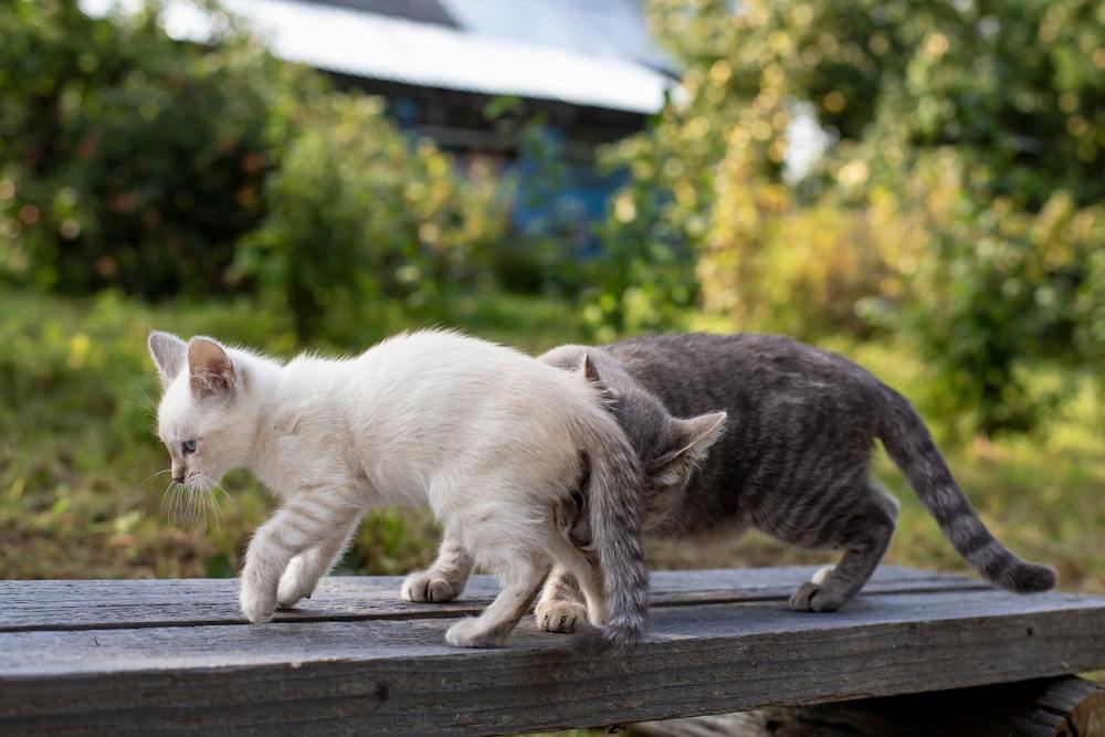 Image capturing a curious cat engaging in scent investigation, using its acute sense of smell to explore its surroundings.