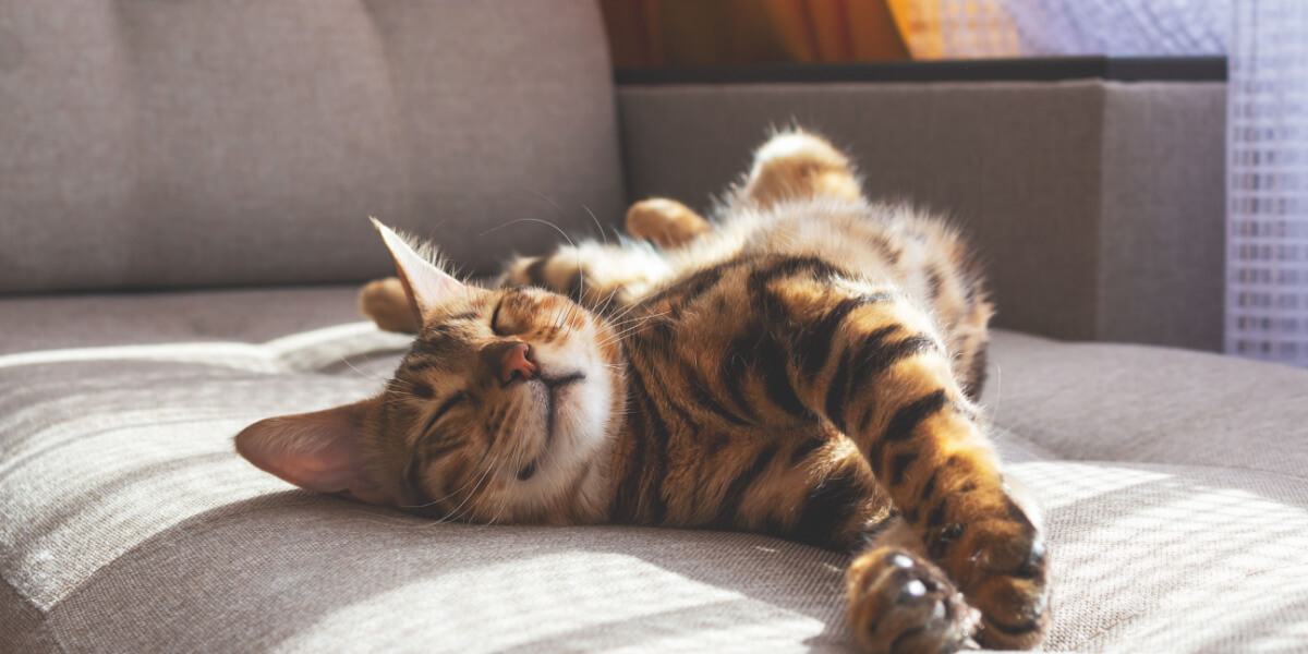 An orange tabby cat basking in the warm sunlight, lounging on a windowsill with eyes closed and a content expression.