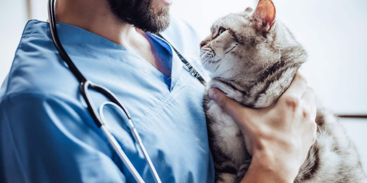 Image portraying a cat at the veterinarian's office, highlighting the importance of regular check-ups and medical care in maintaining a feline's health and well-being.