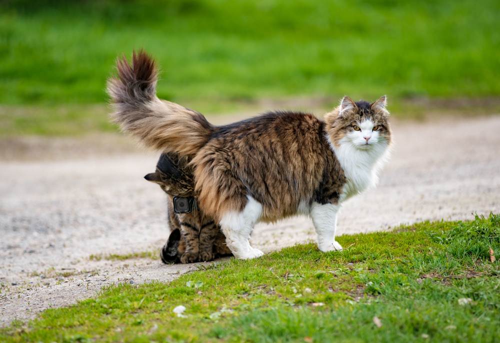 Image of a cat wearing an action camera, capturing a unique perspective as it sniffs another cat, showcasing feline social interactions in an innovative way.