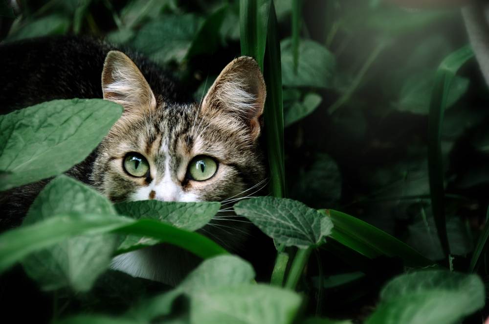 cat with green eyes hides in green leaves in the garden