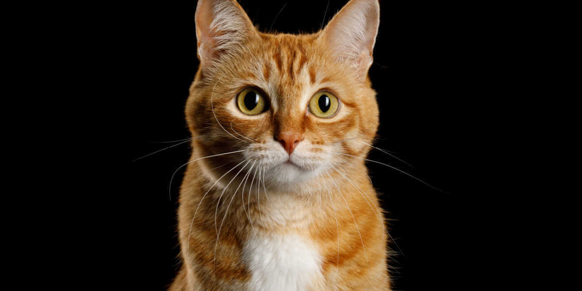 ginger cat staring