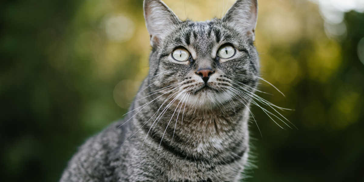 tabby cat staring upwards