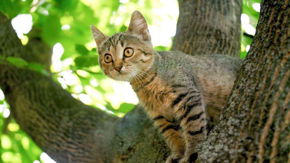 gray cat sitting on tree top at garden