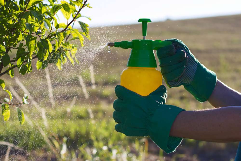 hand sprayer with pesticides in the garden