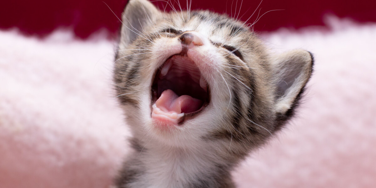 Kitten with open mouth