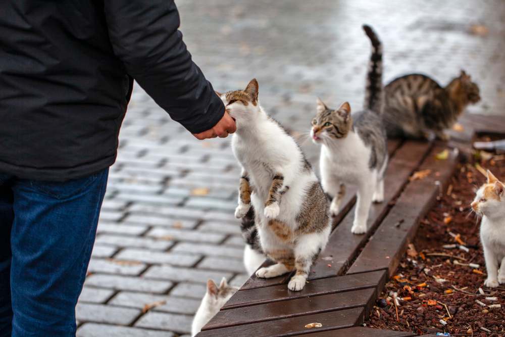 man feeds stray cats