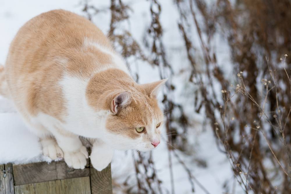 orange cat is ready to pounce from his perch