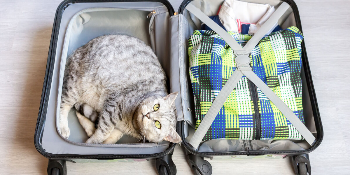 cat in suitcase