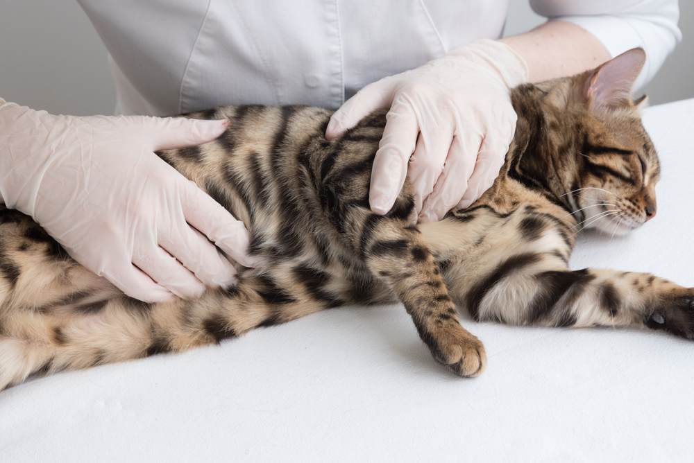 vet feels the cat's stomach