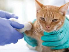 An image capturing a veterinarian providing medical care to a cat for a snake bite, highlighting the critical role of professional intervention in such emergencies.