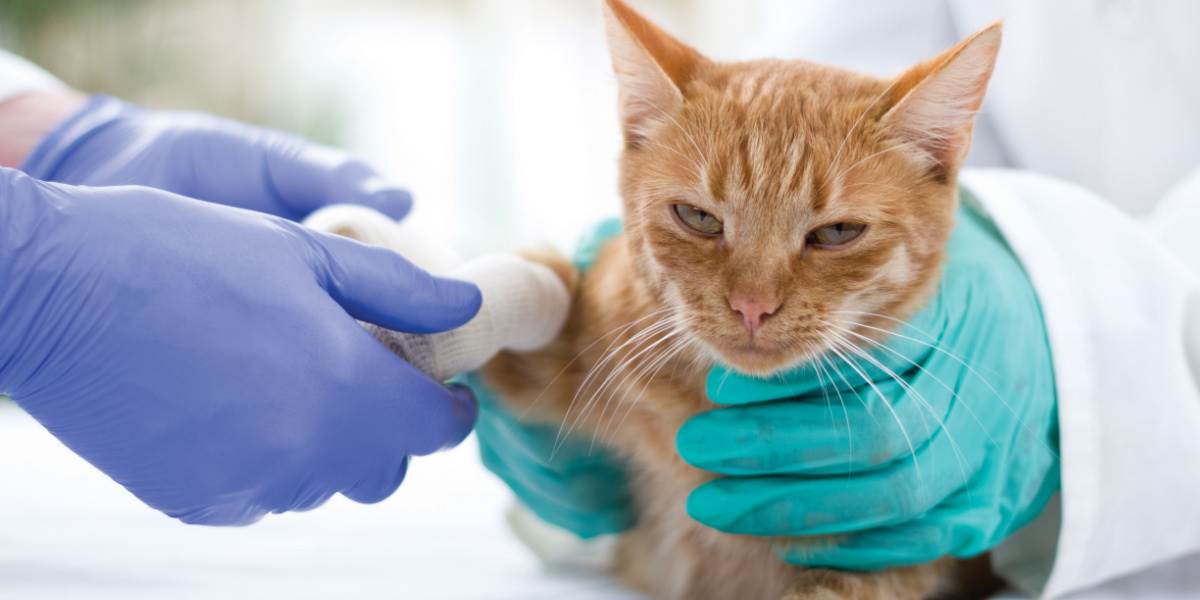 An image capturing a veterinarian providing medical care to a cat for a snake bite, highlighting the critical role of professional intervention in such emergencies.