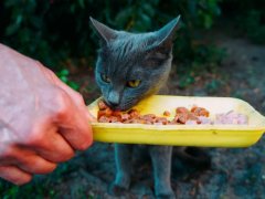 volunteer feeds a gray hungry stray cat