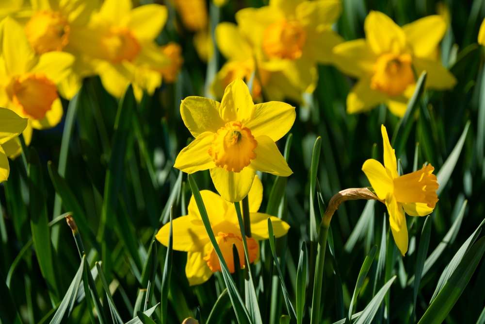 yellow daffodils flower