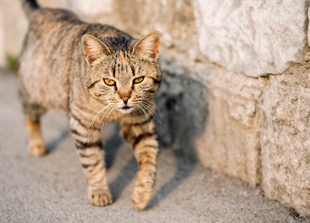 A gray, striped cat is walking along the road