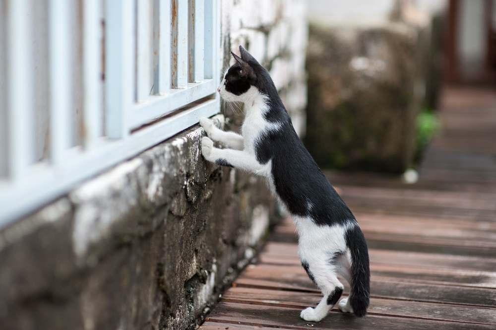 Cat Looking Through Fence