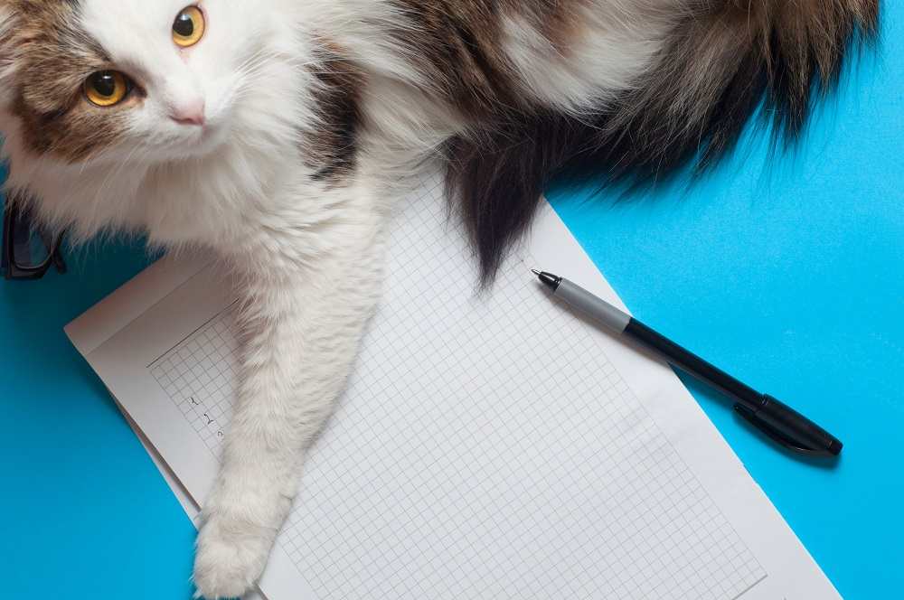 Cat On Paper Wants Attention