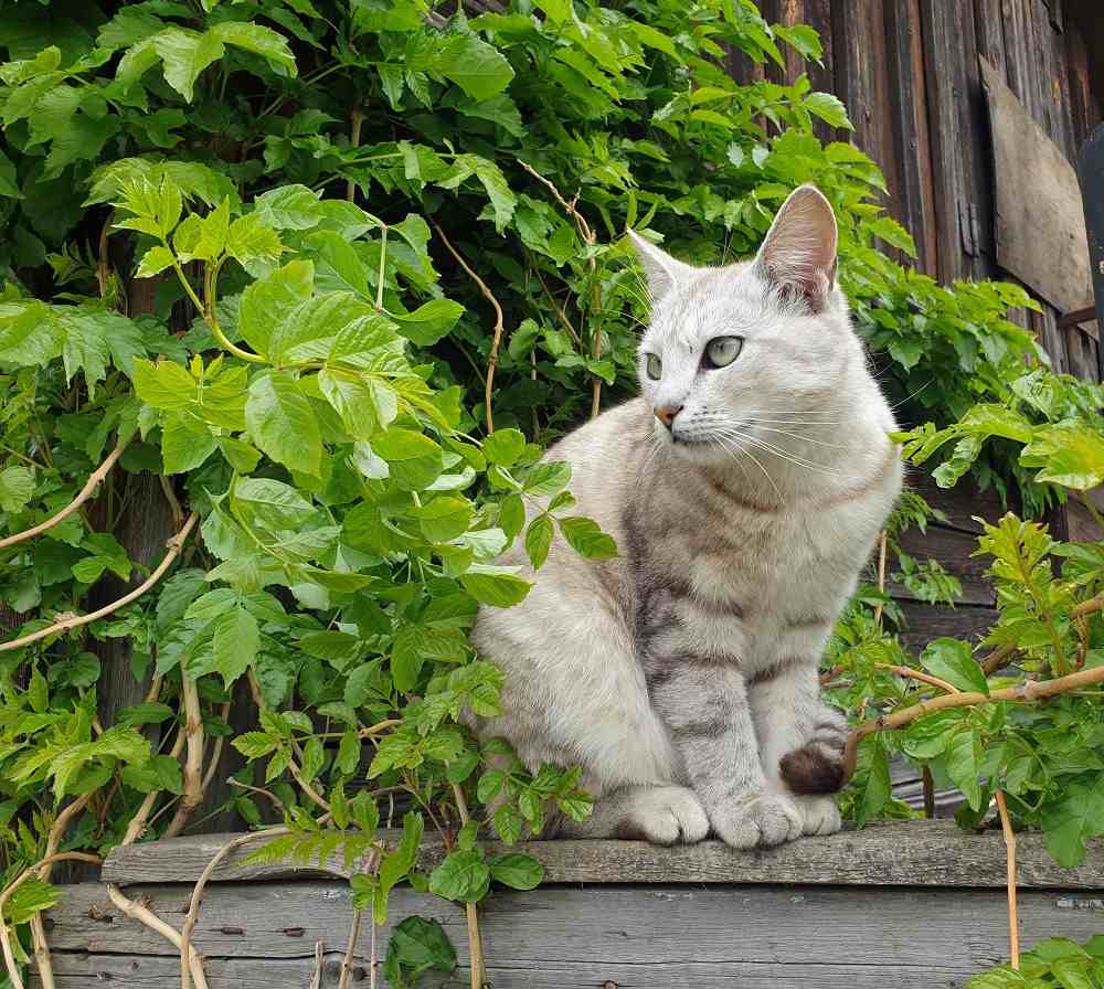 Cat and a tall fence