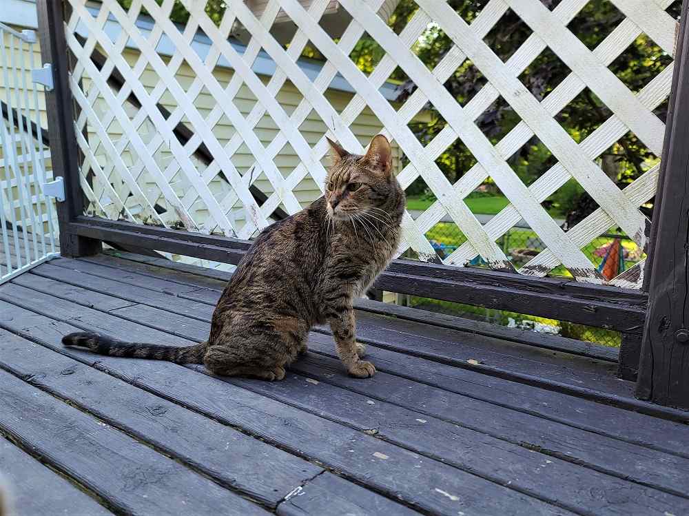 Cat with a closed gate