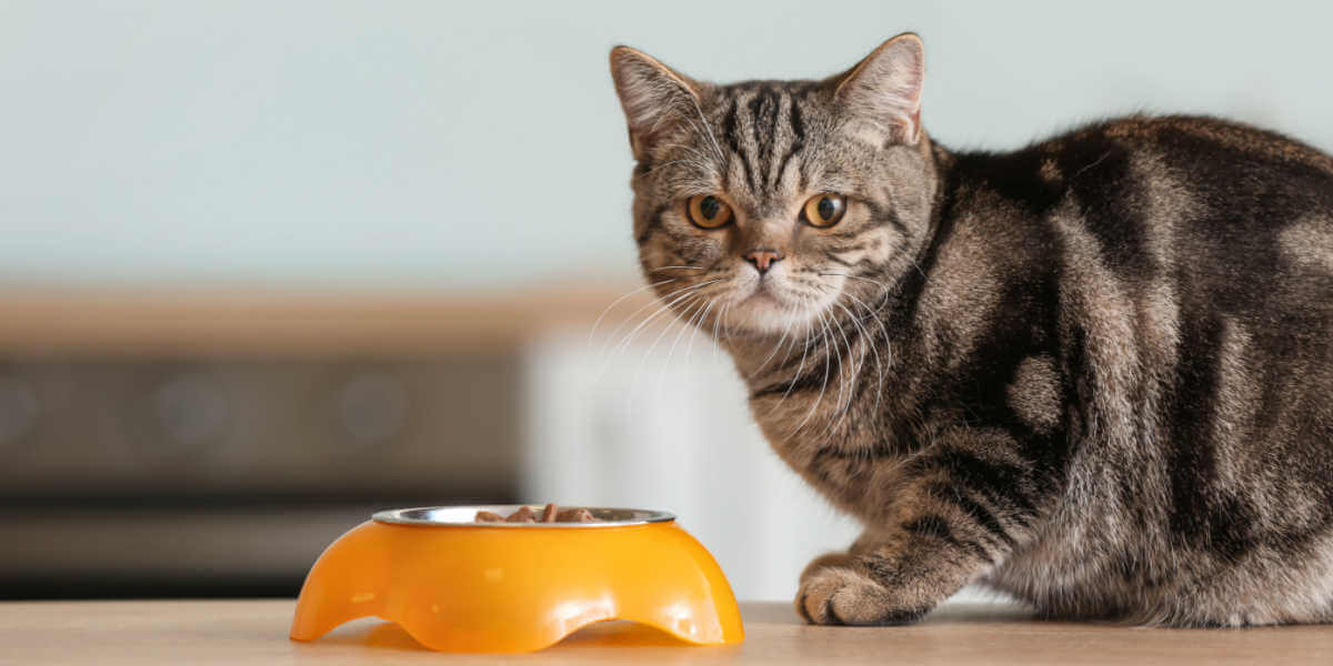 Cute cat near bowl with food