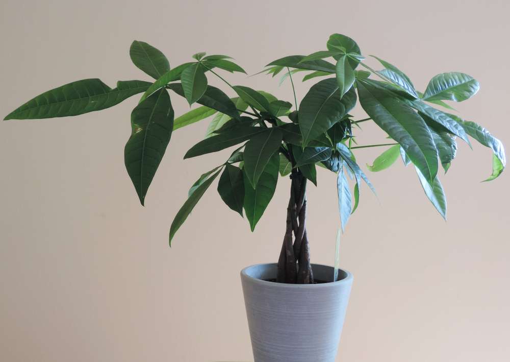 Money Tree Plant