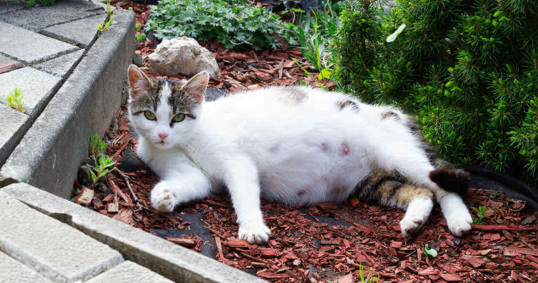 Pregnant cat