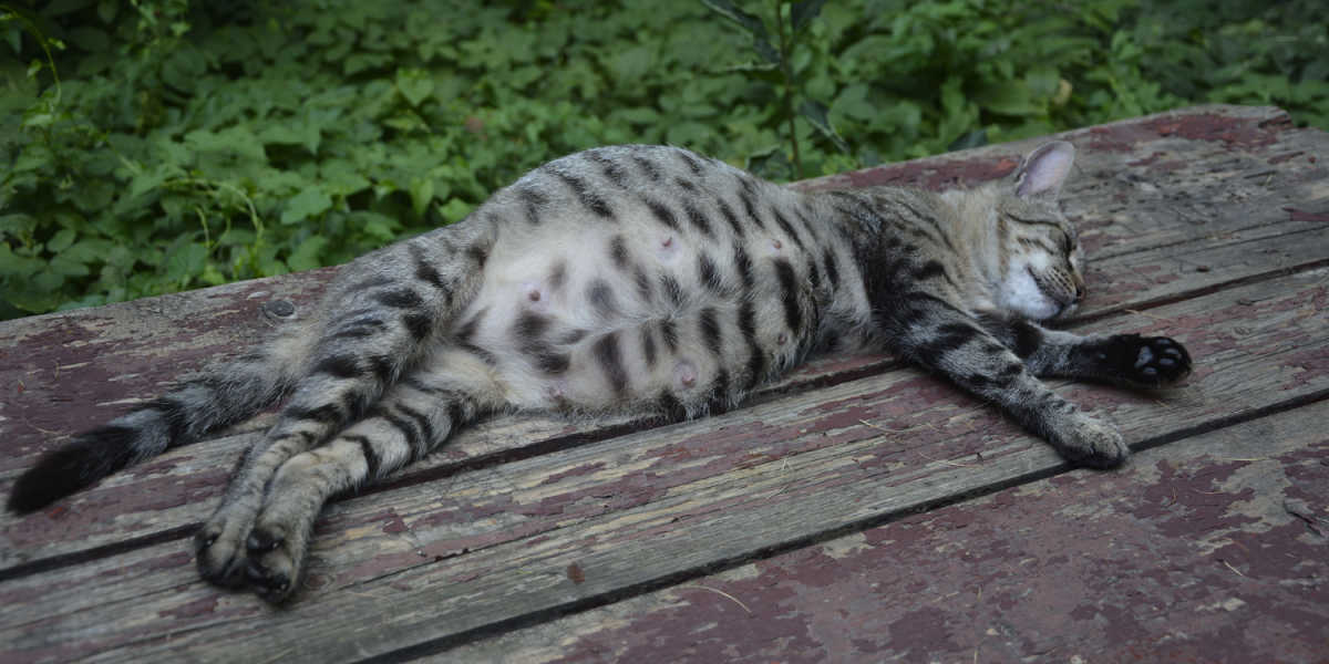 Pregnant cat