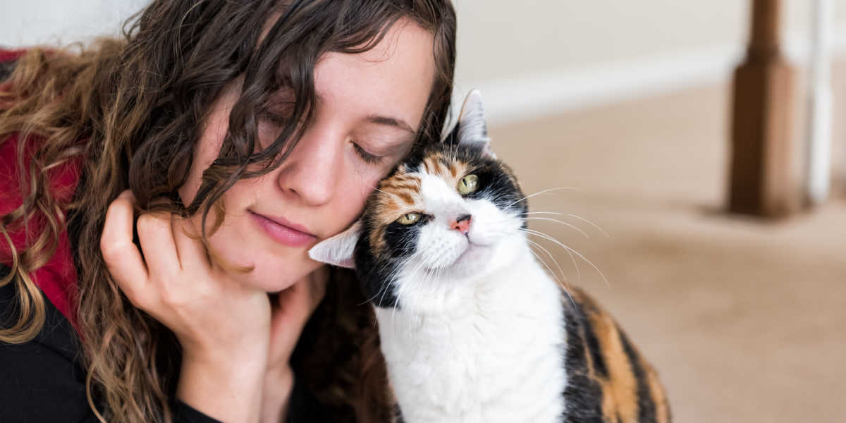 Cats scent marking face