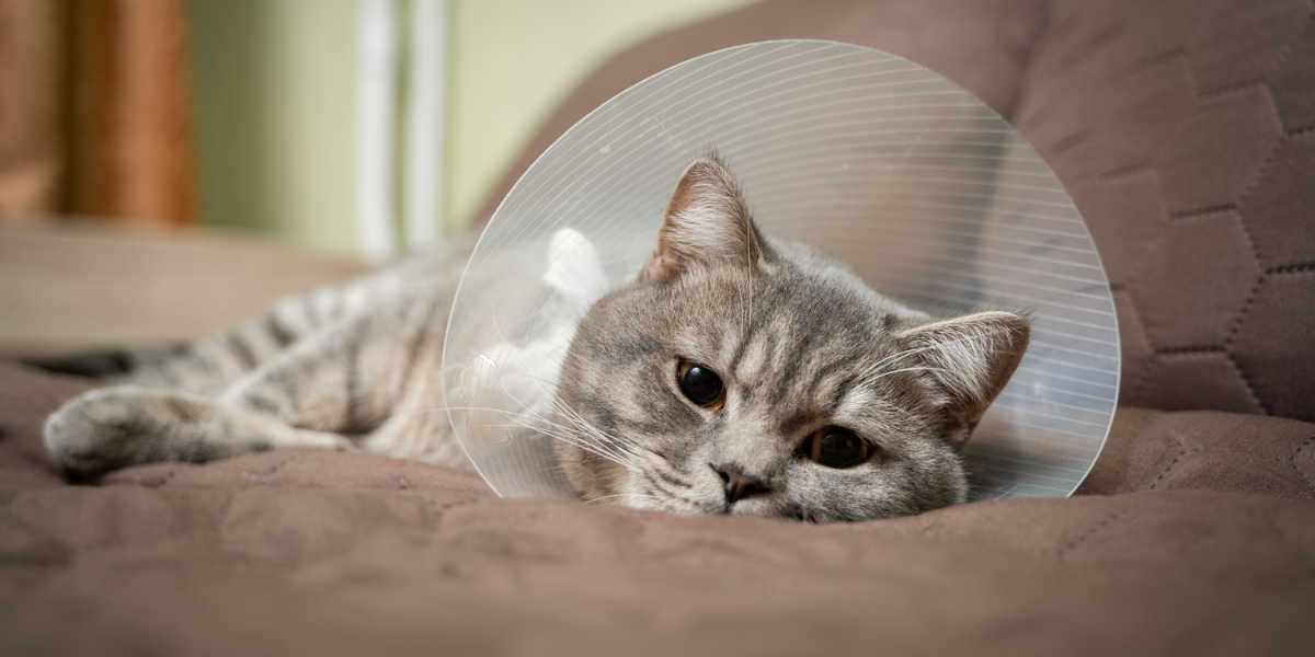 An image of a cat peacefully sleeping while wearing a collar