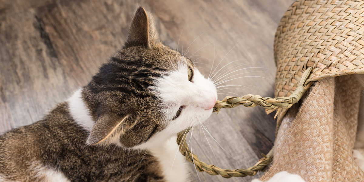 Cat chewing on basket