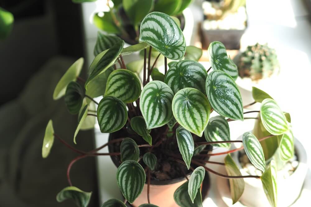 Watermelon peperomia