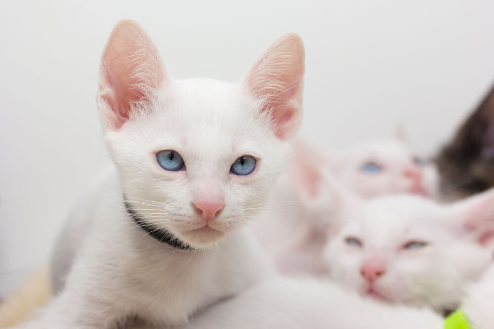 White kittens with blue eyes