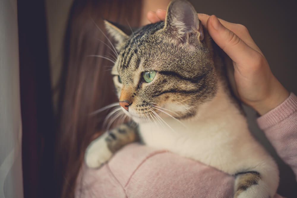 Young woman holding a cat affectionately.