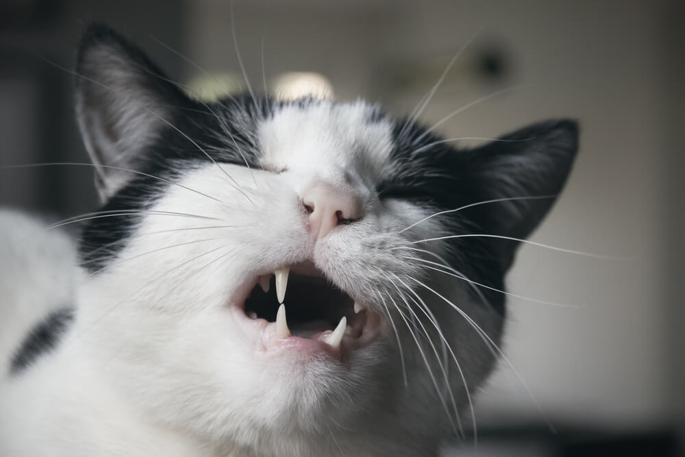 black and white cat grimacing