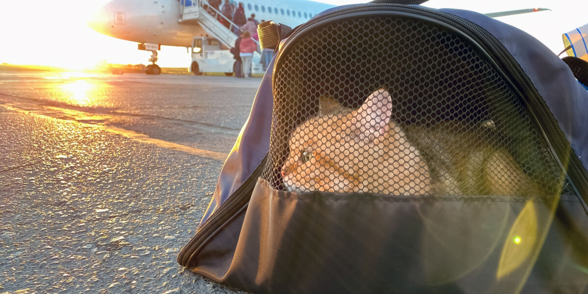 cat in carrier by aeroplane