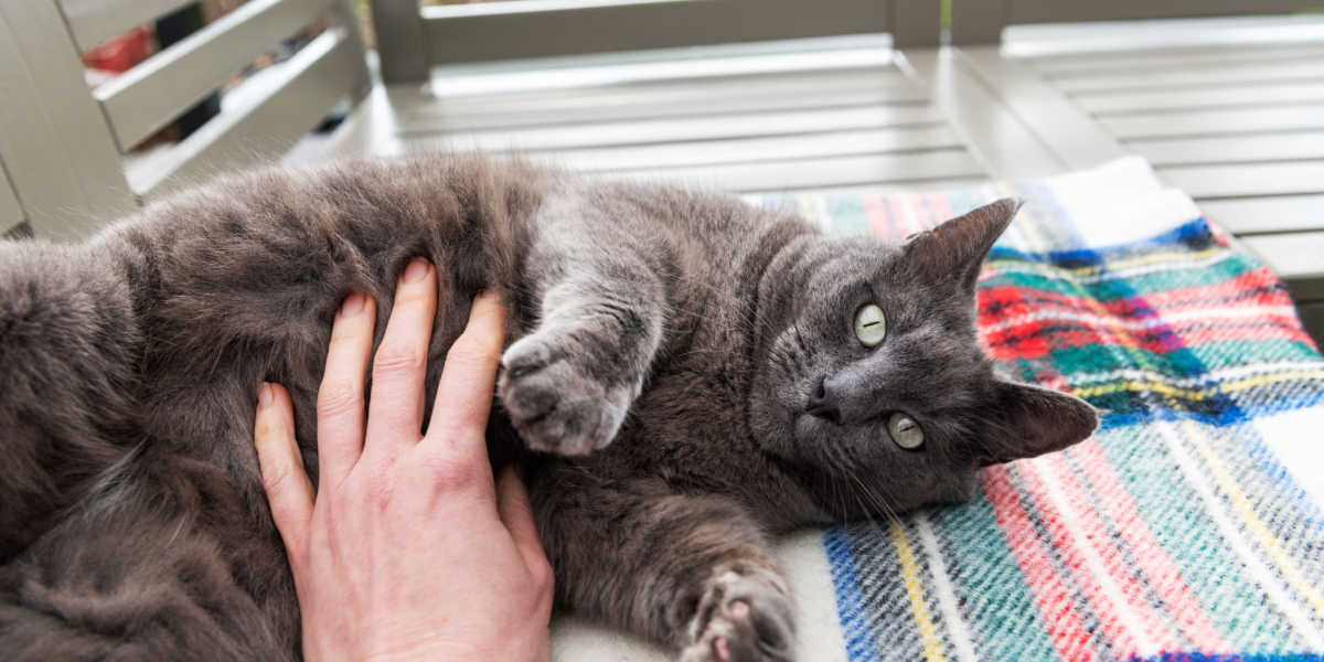 Feel gray cat belly 