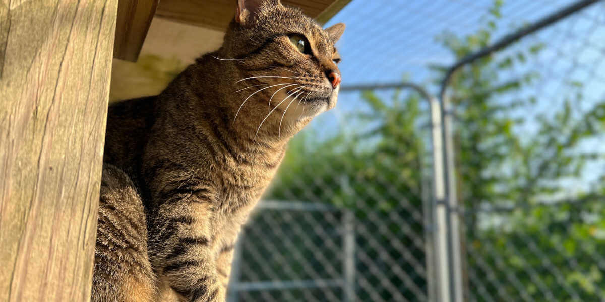 cat in cattery