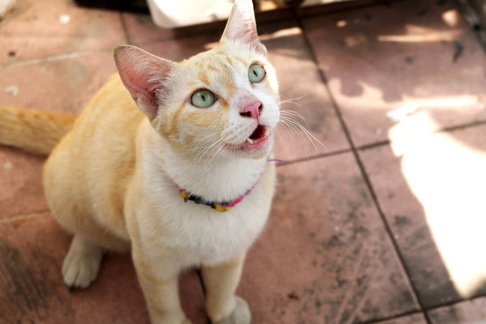 Expressive moment captured as a cat meows