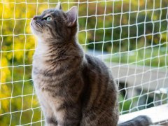 A cat on a balcony, enjoying the view and fresh air.