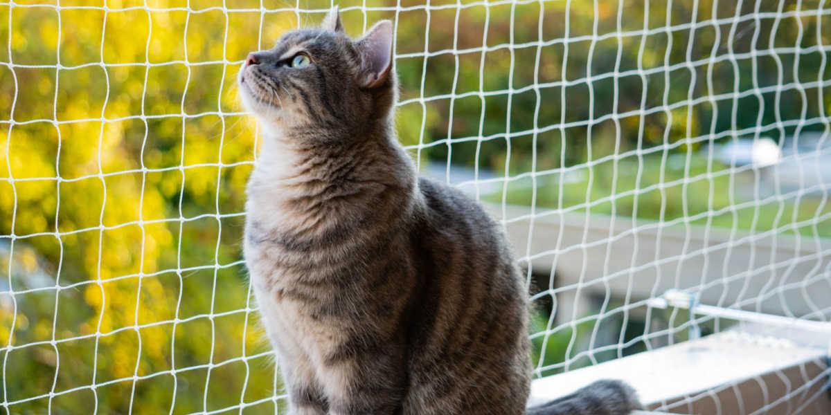 A cat on a balcony, enjoying the view and fresh air.