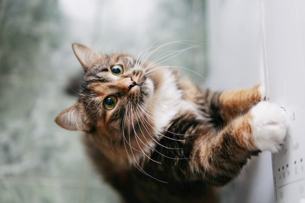 cat reaches out with his paw to get food