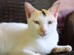 A confident and intense-looking cat sitting on a bench, gazing with a fierce expression on its face, exuding a strong aura of independence and determination.