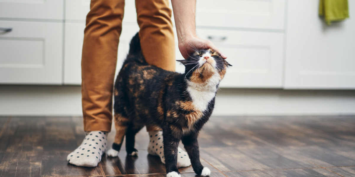 cat weaving around a person's legs