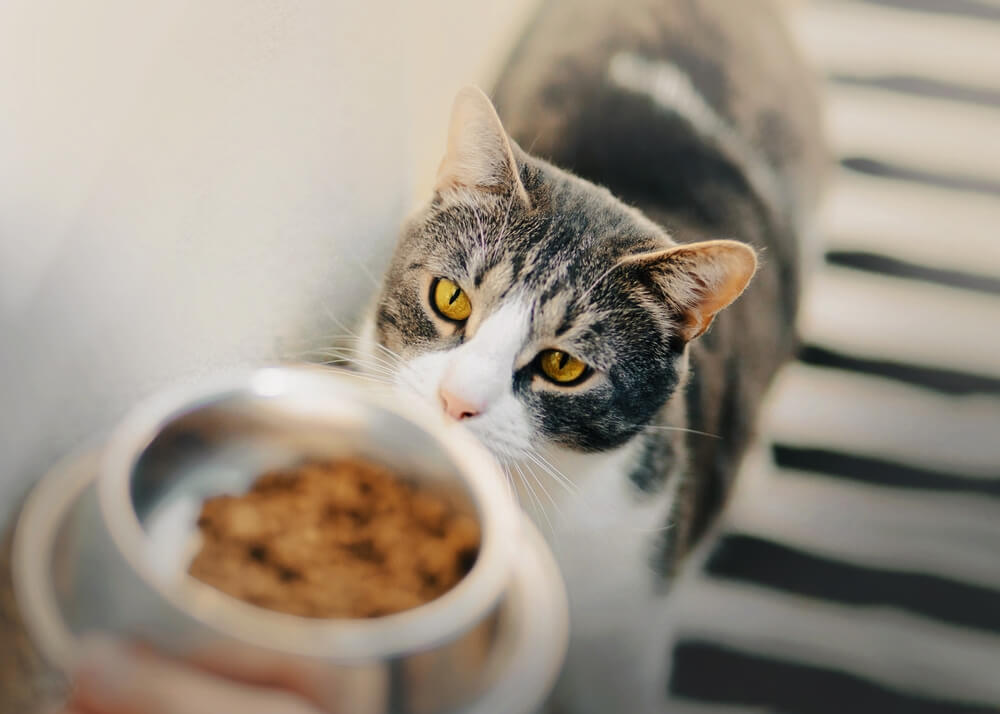 striped hungry domestic cat