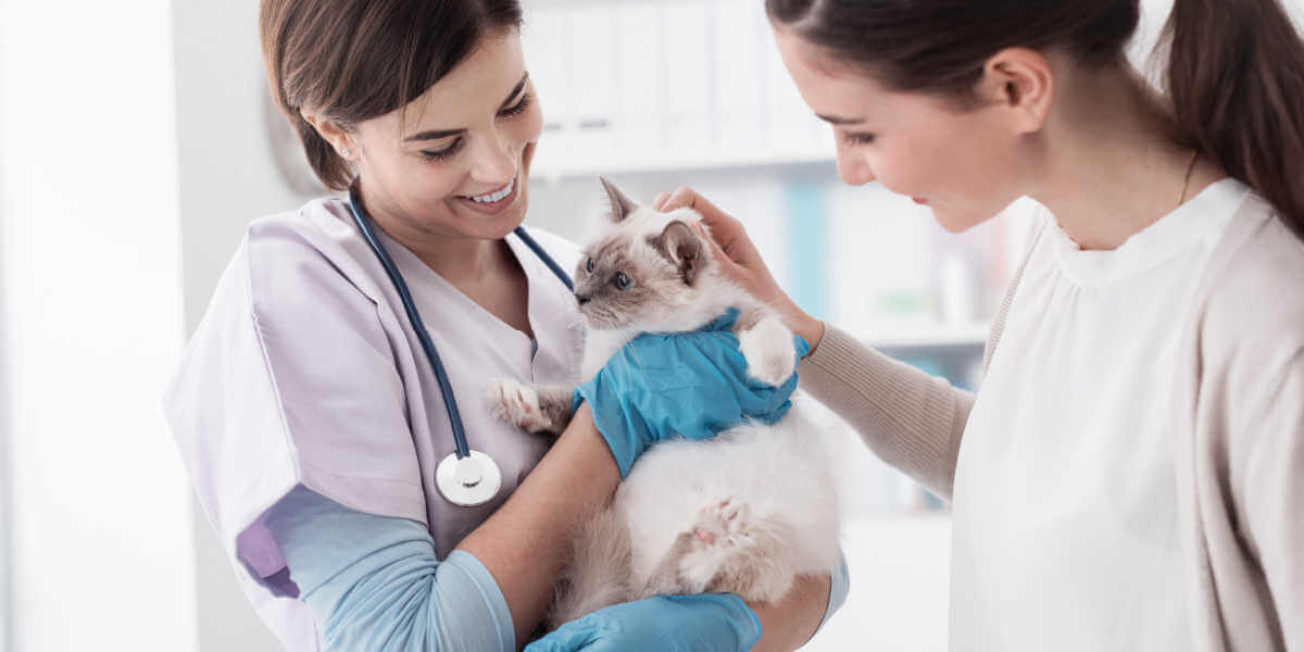 veterinarian holding a beautiful cat after examination