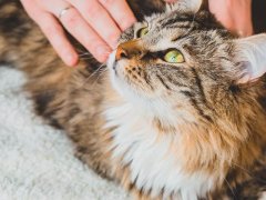 A photo capturing a cat's back in mid-twitch, showcasing the intriguing reflex action often triggered by sensory stimuli, creating a moment of curiosity and movement.