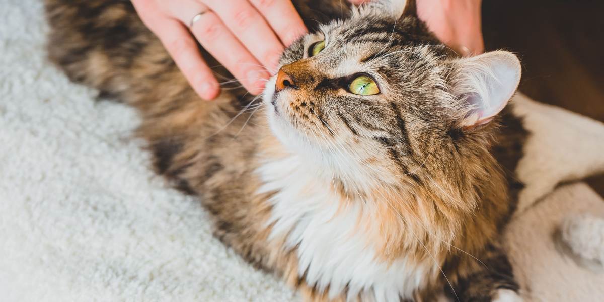 A photo capturing a cat's back in mid-twitch, showcasing the intriguing reflex action often triggered by sensory stimuli, creating a moment of curiosity and movement.