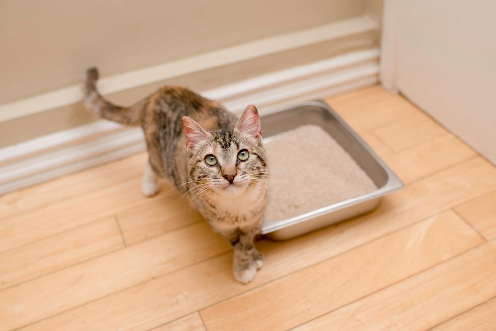 Joyful tabby kitten beside a litter box.