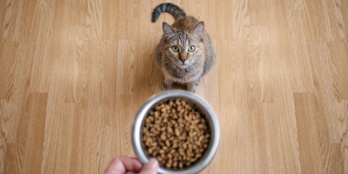 A male hand holding a handful of dry cat food pellets. 